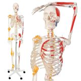 Jago Anatomická kostra se svaly, šlachami a plakátem