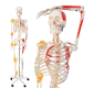Jago Anatomická kostra se svaly, šlachami a plakátem