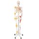 Anatomický model lidské kostry 181 cm se svaly a šlachami