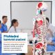 Anatomický model lidské kostry 181 cm se svaly a šlachami
