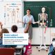 Anatomický model lidské kostry 181 cm se svaly a šlachami