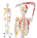 JAGO Anatomie člověka kostra s detaily malby svalů, 181 cm