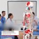 Anatomický model lidské kostry 181,5 cm s vyznačenými svaly