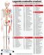Anatomický model lidské kostry 181 cm s vyznačenými svaly