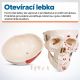 Anatomický model lidské kostry 181 cm s vyznačenými svaly