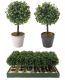 Umělá květina - Buxus - 23 cm, 2 barvy květináče