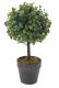 Umělá květina - Buxus - 23 cm, 2 barvy květináče