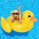 Nafukovací lehátko MAXI kachna, 190 x 160 x 110 cm