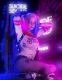 Malé neonové světlo Suicide Squad - Harley Quinn