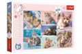 Puzzle Koťátka 41x27,5cm 100 dílků v krabici 29x19x4cm