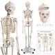 JAGO Kostra lidské anatomie, 181,5 cm