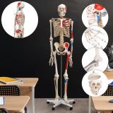 JAGO Anatomie člověka kostra s detaily malby svalů, 181 cm